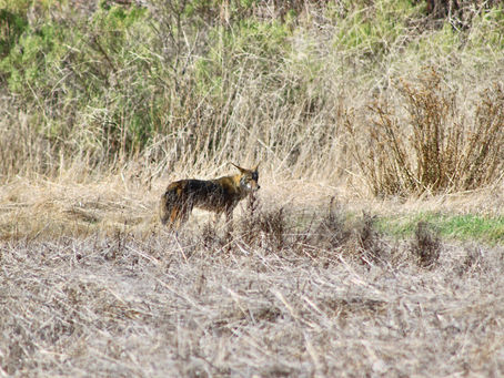 The Illusive Coyote
