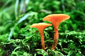 Cantharellus Cinnibarinus