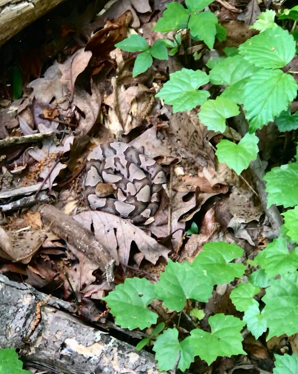 Eastern Copperhead
