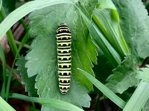 Butterflies, Moths, and Skippers??