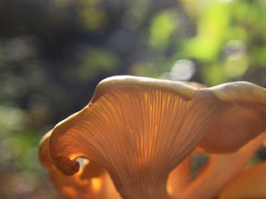 The Gorgeous Golden Oyster Mushroom