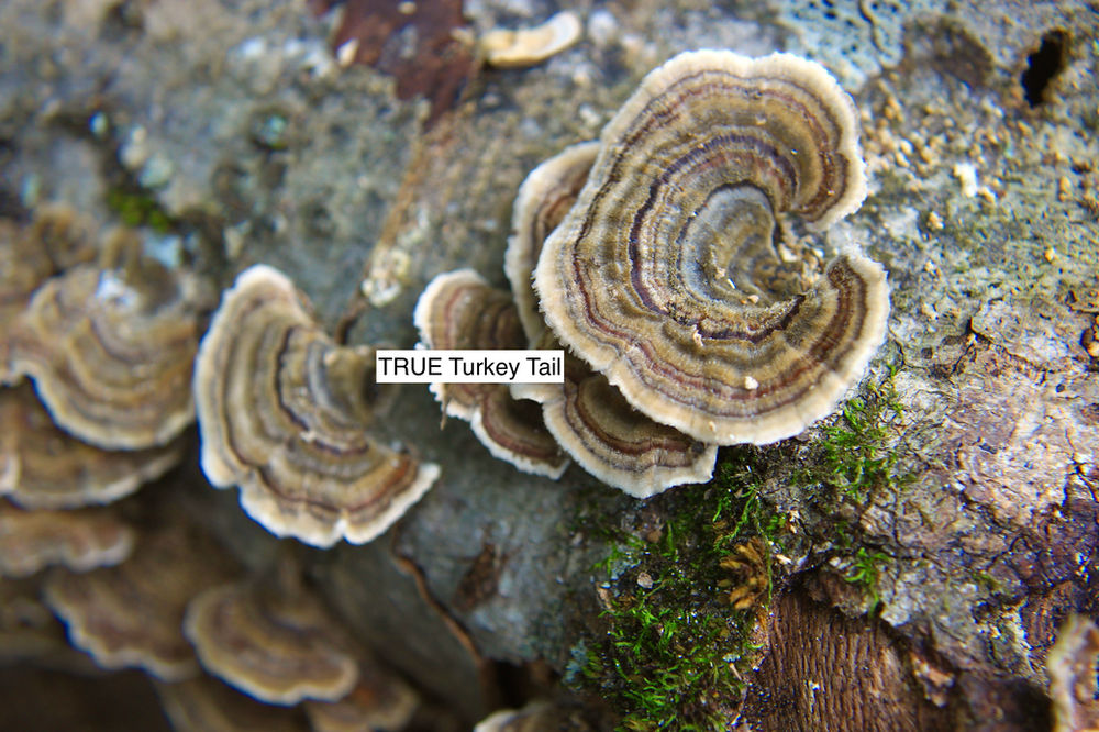 True Turkey Tail vs False Turkey Tail