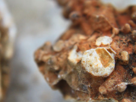 No Mushrooms? No Problem. We Found Fossils!!