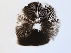 What is a 'Spore Print' ??