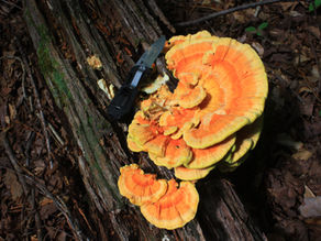 Chicken of the Woods
