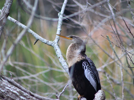 Anhinga vs Cormorant