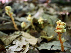 The Rare "Pinesap" Spotted