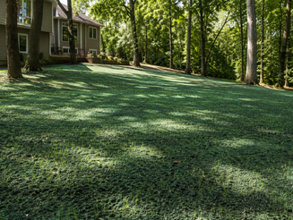 Hydroseeding Cost for Shaded Yards in La Crosse WI