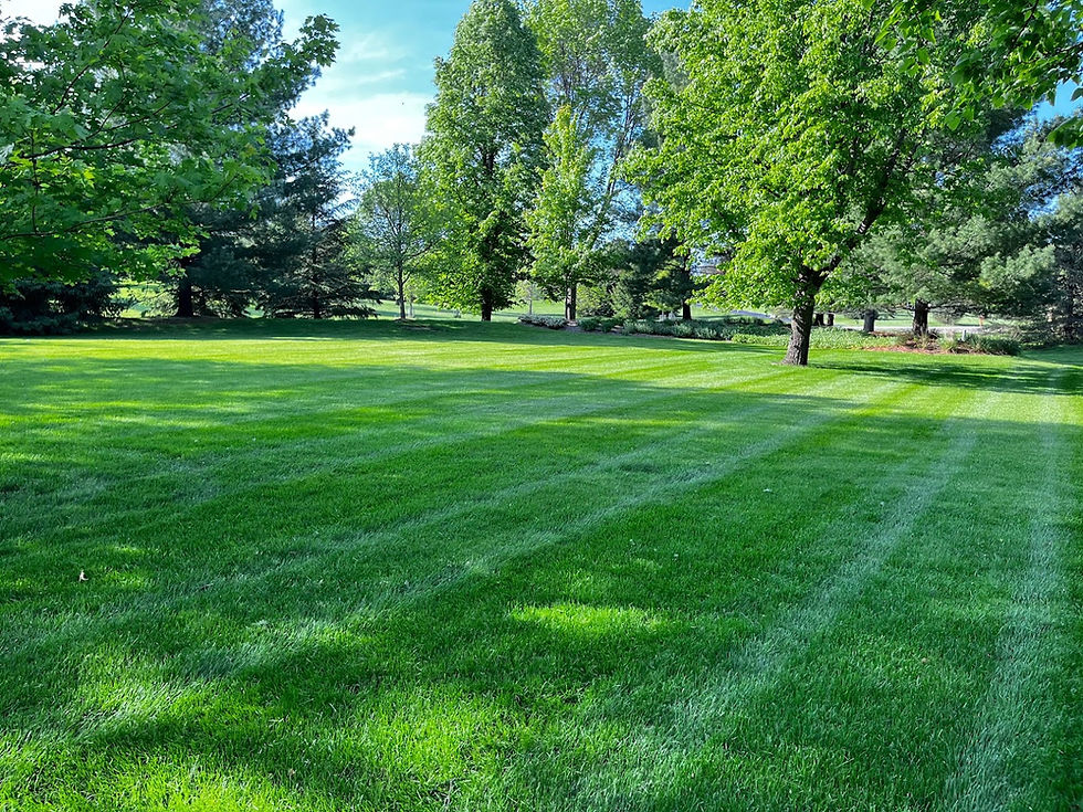 Finished green lawn surrounded by mature trees