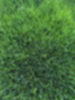 Close-up view of dense healthy green lawn growth