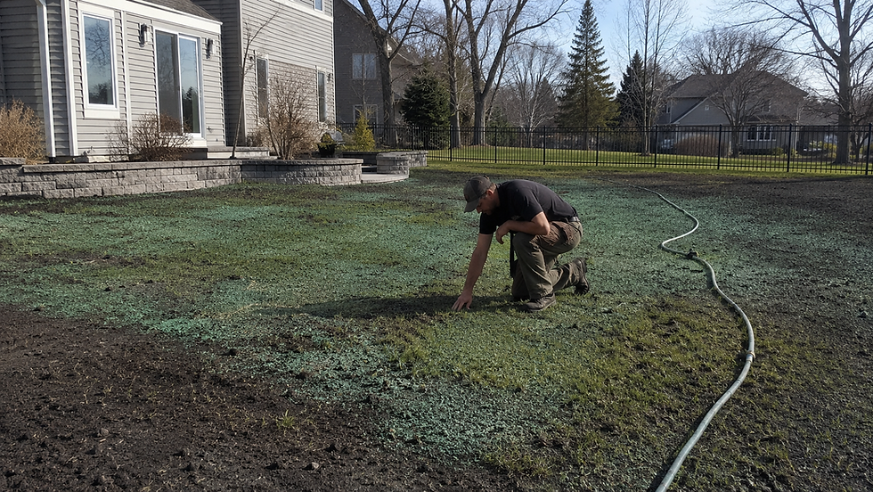 Professional landscaper inspecting uneven hydroseeding growth in a Minneapolis residential backyard with prepared soil and new grass sprouts.