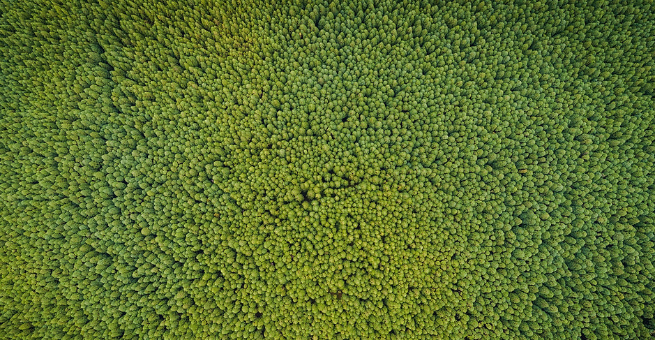 green-carpet-cleaning.jpeg