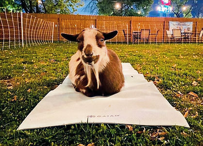 Goat 9_edited.jpg