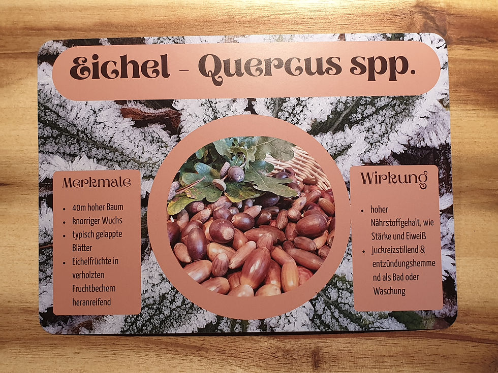 Rezeptsammelkarte Eiche - Eichelpralinen