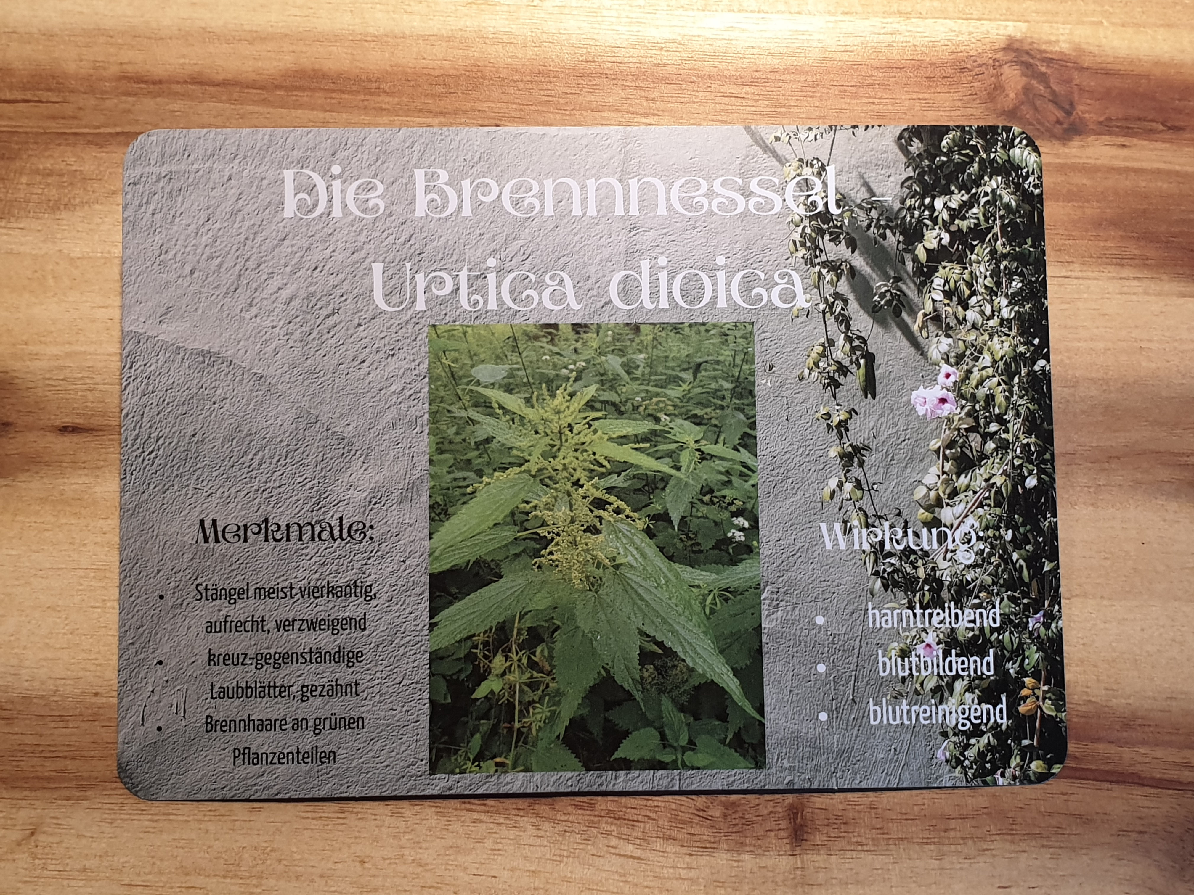 Rezeptsammelkarte Brennnessel - Brennnesselstrudel