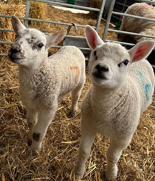 image1 (3)_edited.jpg