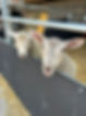 image2 (4).jpeg
