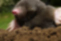 moles local pest controller