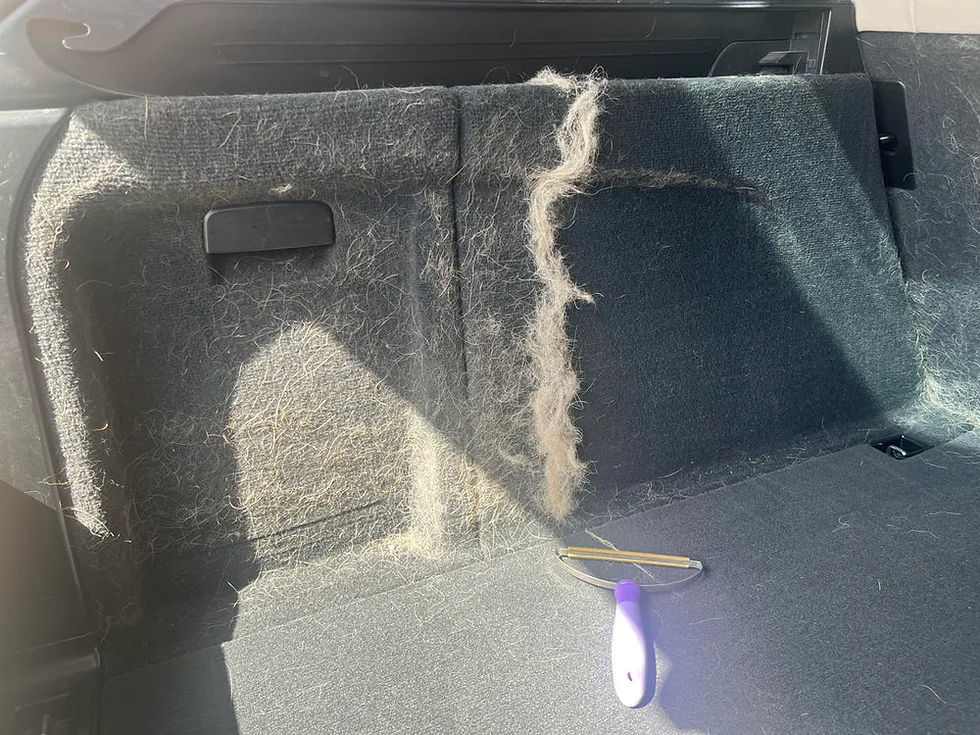 pet-hair-removal-car-north-york.jpeg