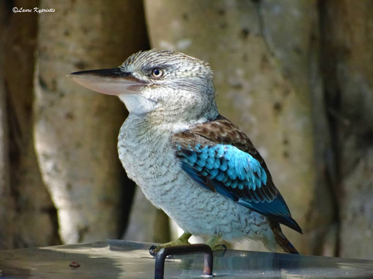 Kookaburra