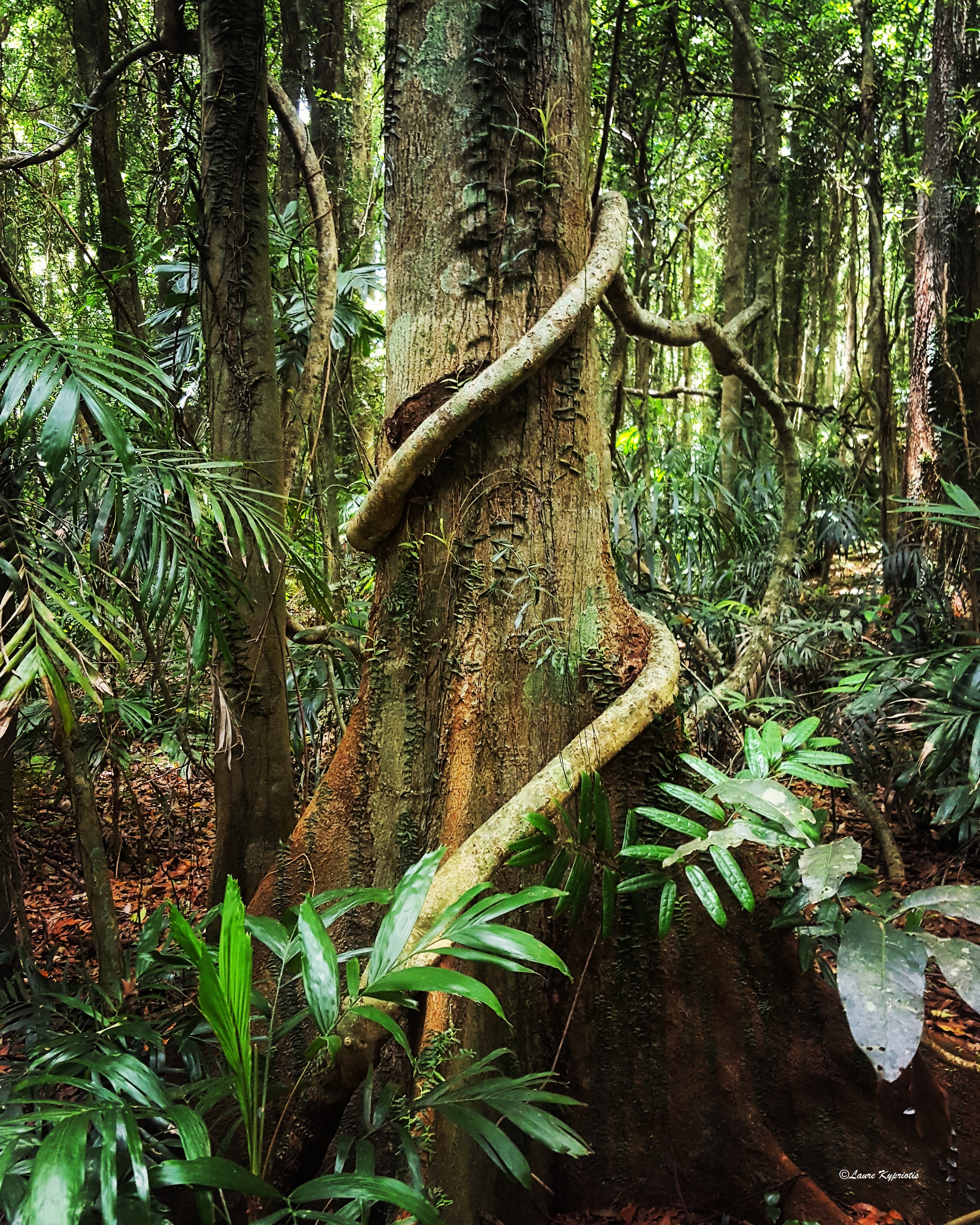Rooted