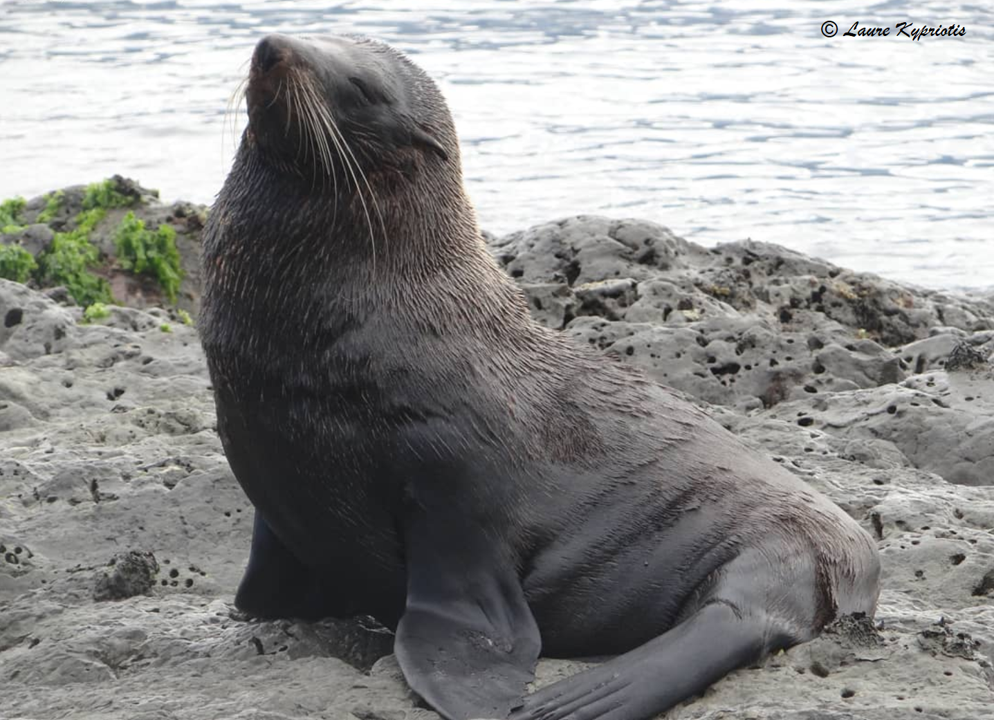 Seal