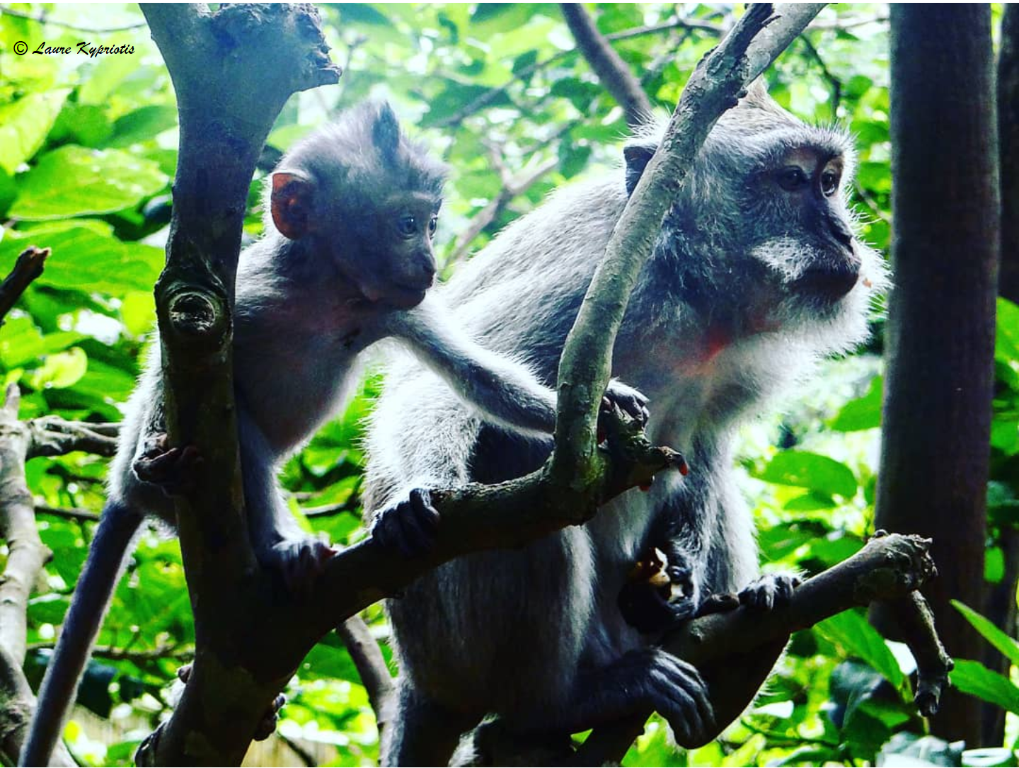 Crazy monkeys