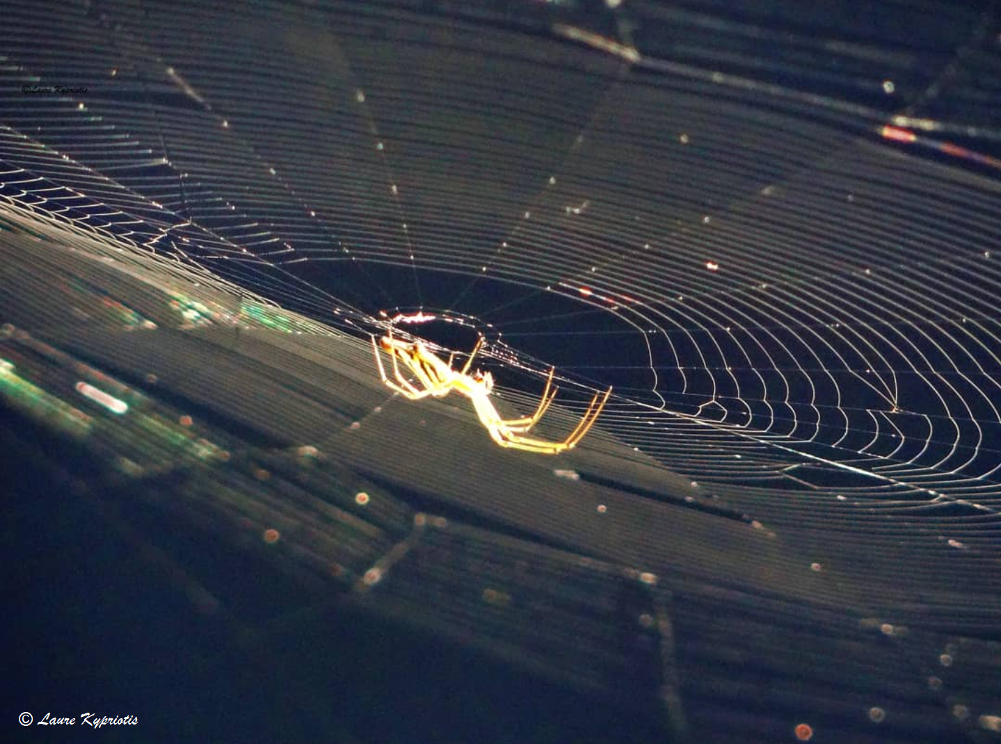 Spiderweb
