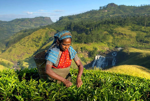 indigenous-sri-lankan-tea-picker-picking-tea-PJ2S9J4-scaled-1.jpg