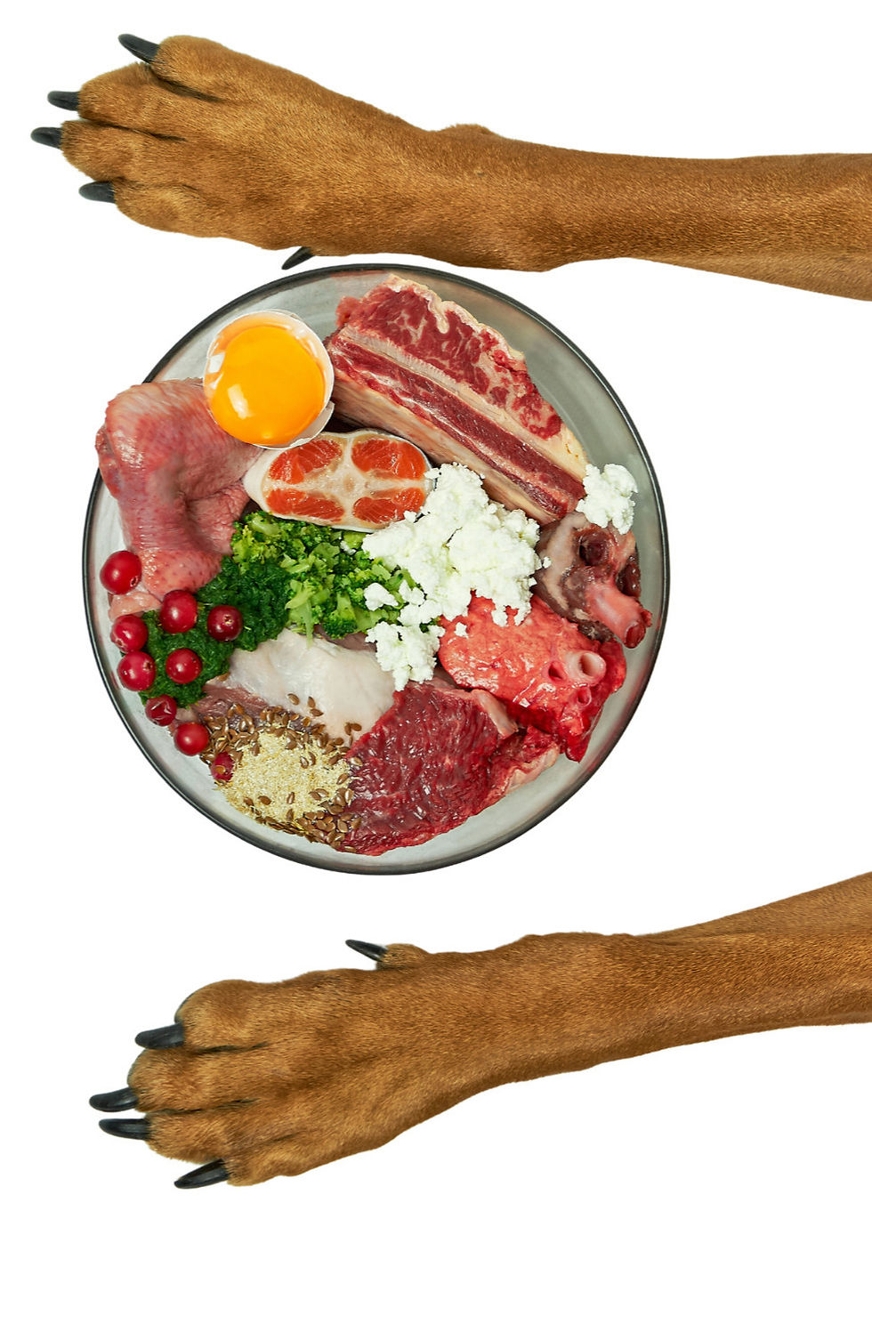 Fresh human grade dog food