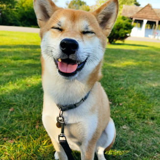 Off Leeds professional dog walking, puppy training, group walks, solo walks, pet sitting, and force-free dog training services in Leeds for happy, healthy, well-behaved dogs.