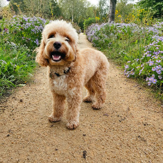 Off Leeds professional dog walking, puppy training, group walks, solo walks, pet sitting, and force-free dog training services in Leeds for happy, healthy, well-behaved dogs.