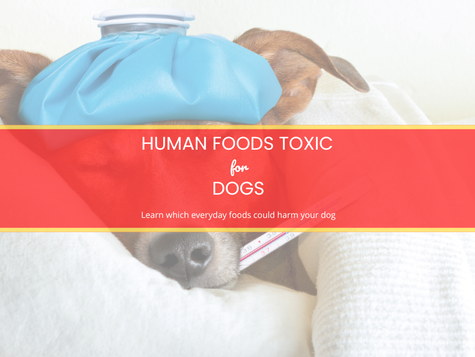 10 HUMAN FOODS THAT ARE DANGEROUS TO DOGS