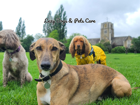 Dog walking spots in East Dulwich and South London, featuring parks, open green spaces, and dogs enjoying outdoor walks in scenic urban nature areas