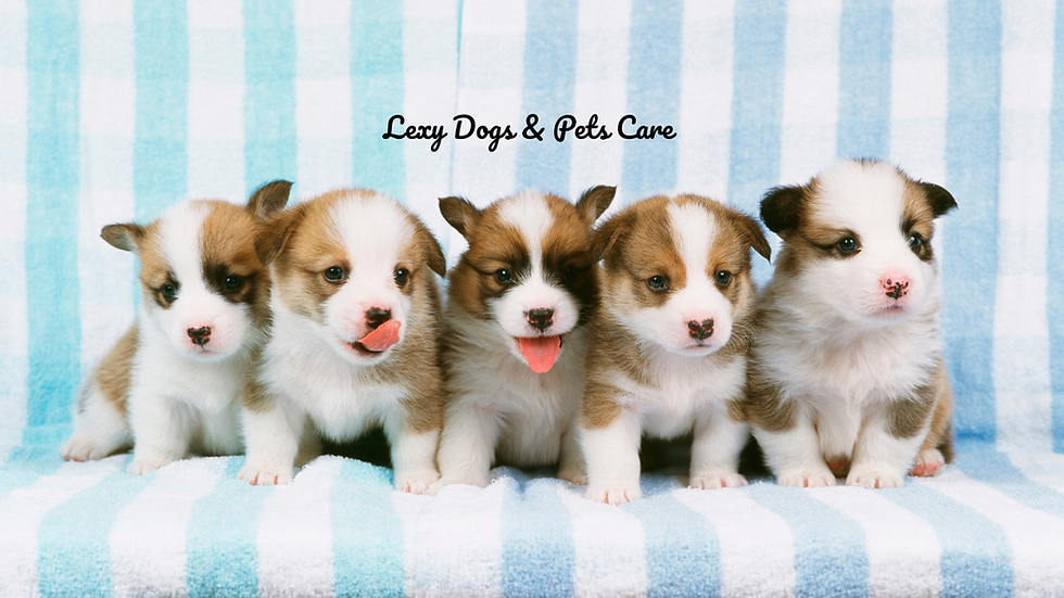 PUPPY PREPARATION CHECKLIST - Everything You Need Before Your New Pup Arrives