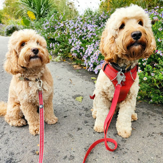 Off Leeds professional dog walking, puppy training, group walks, solo walks, pet sitting, and force-free dog training services in Leeds for happy, healthy, well-behaved dogs.