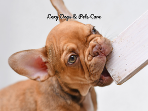 THE PERFECT CHECKLIST TO PUPPY-PROOFING YOUR HOME