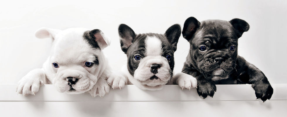 Puppy Preparation Checklist: Everything You Need Before Your New Pup Arrives
