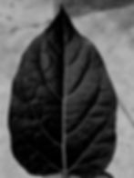 Keven_Florido-1