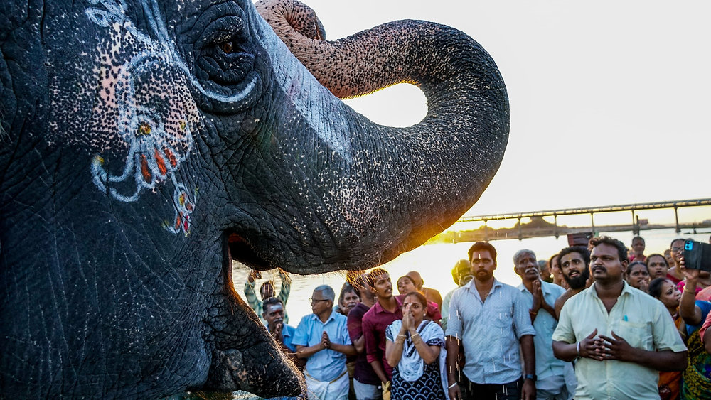 History of Srirangam Sri Namperumal's Chithra Pournami Festival ...