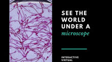 Interactive Virtual Microscope