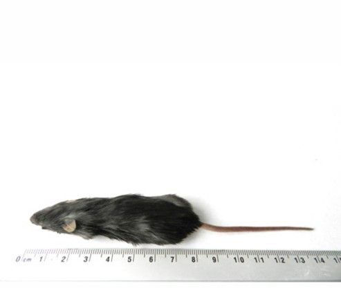 Thumbnail: Frozen Mice