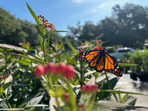 cool butterfly 1.jpeg