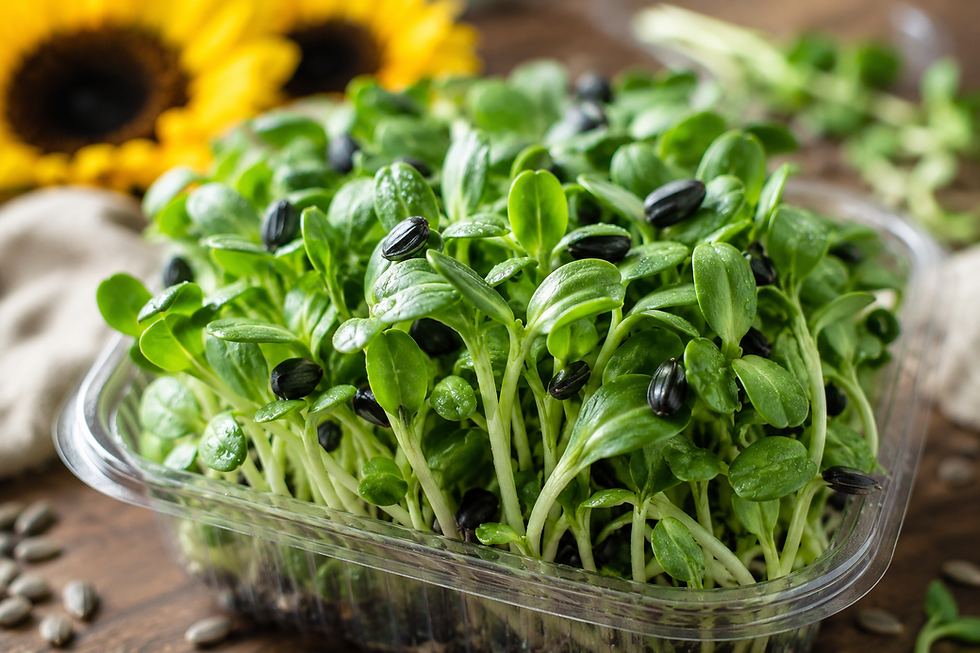 Thumbnail: Close-up of fresh sunflower microgreens with morning dew.
