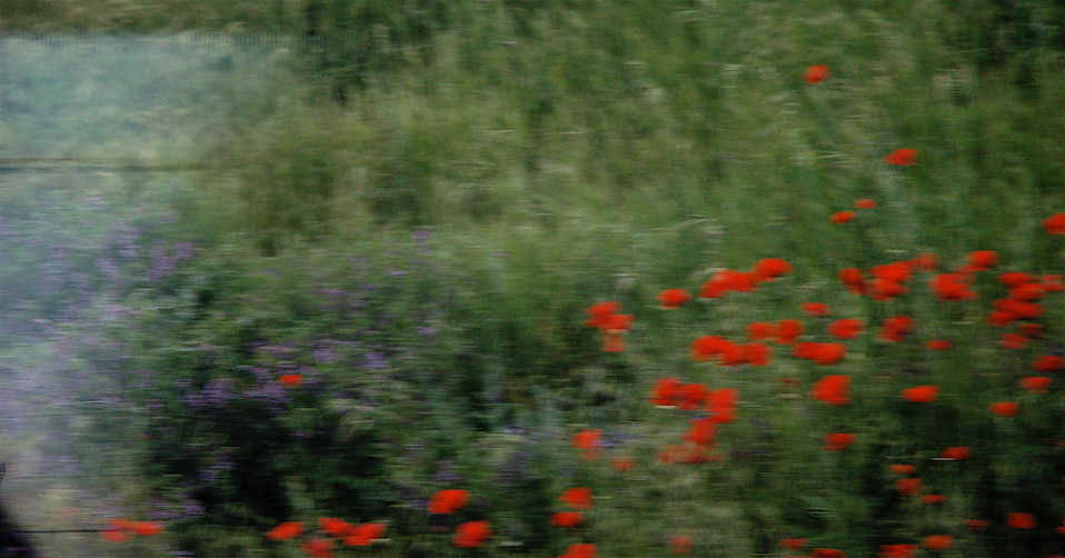 Flores desde el tren