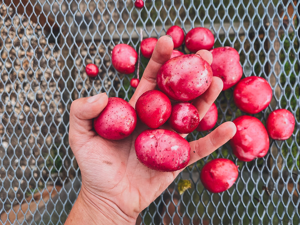 Thumbnail: 12 Week Full Share CSA