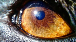 Lady minha Doguinha, que olhos grandes v