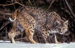 Bobcat-snow