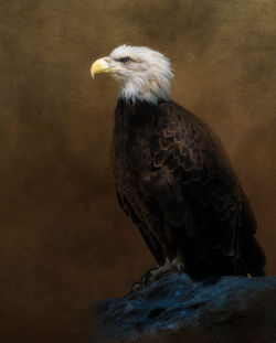 Eagle