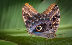 owl-eye-stretch copy